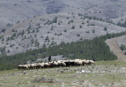Acıpayam koyununun soy hatlarından İvesi (Awassi) ırkı bir koyun sürüsü Türkiye kırsalında