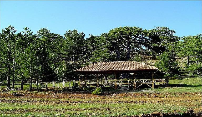 Karaçam ormanı, Topuklu Yaylası, Çiçekbaba Zirvesi, Beyağaç, Denizli