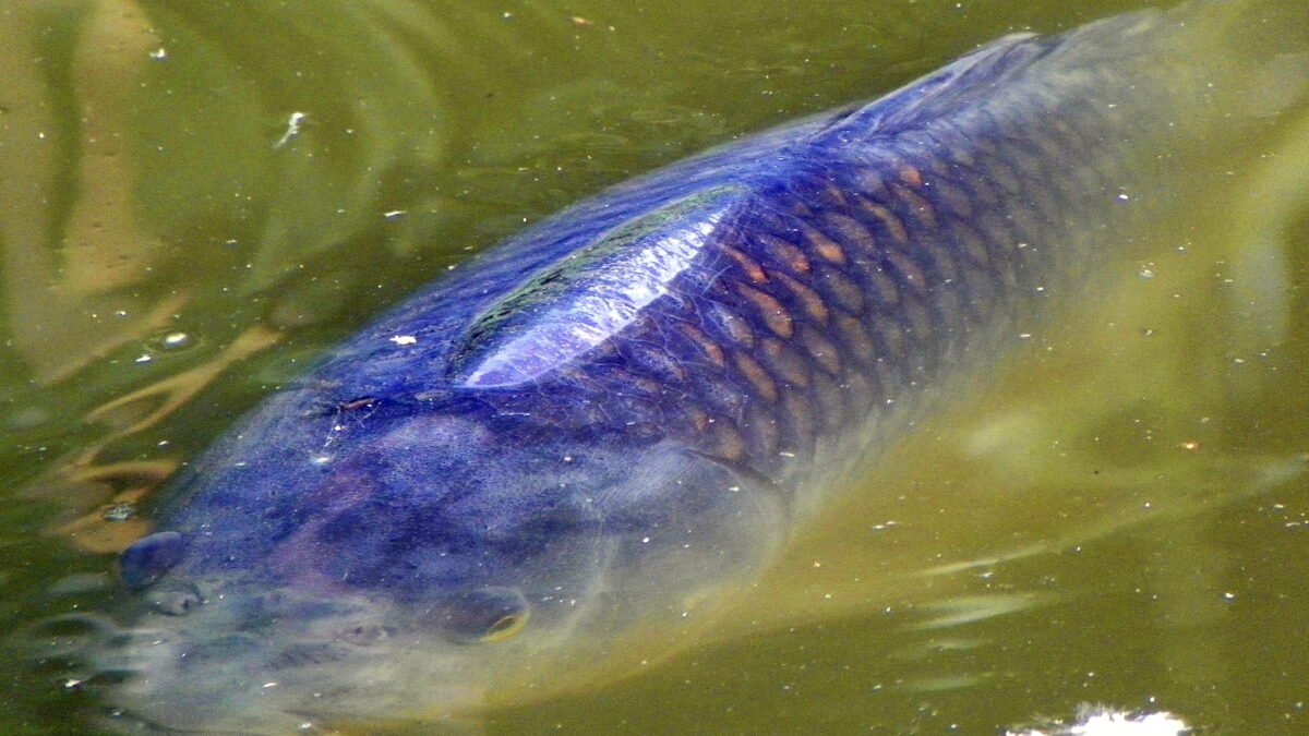 Denizli göletlerine bırakılan sazan balığı türü Cyprinus carpio